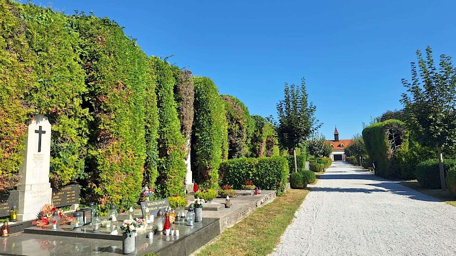 Aleje visokih oblikovanih tuja na Varaždinskom groblju tijekom razgleda s turističkim vodičem